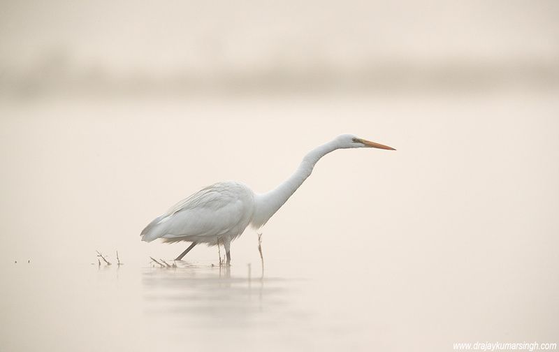 Great egret foggy morning Great Egretphoto preview