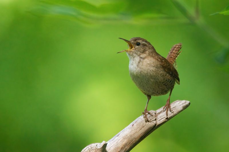 Крапивникphoto preview