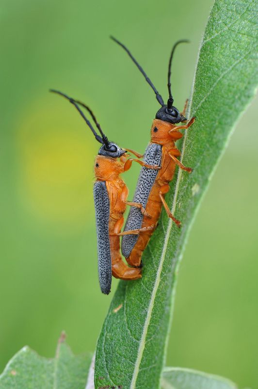 Супружеский долг.photo preview