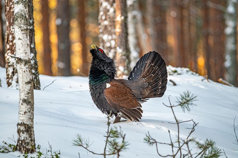 глухарь, беларусь, красный бор Рождественский глухарьphoto preview