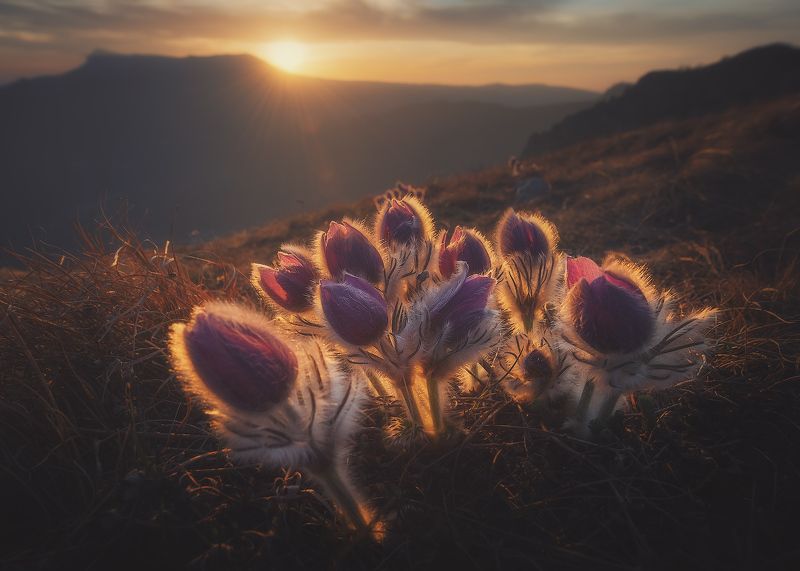 Сон трава на Демерджиphoto preview