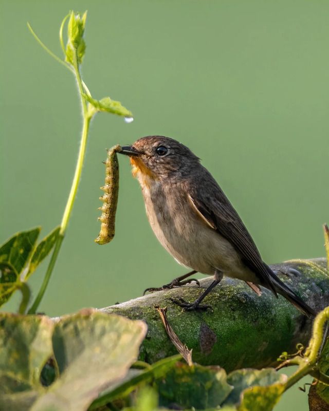 #birds #birdphotography #birding #birdsofindia Early bird gets the wormphoto preview