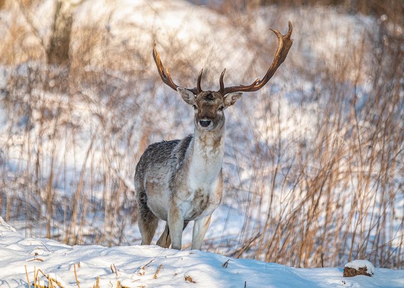 лань, красный бор, беларусь Европейская ланьphoto preview