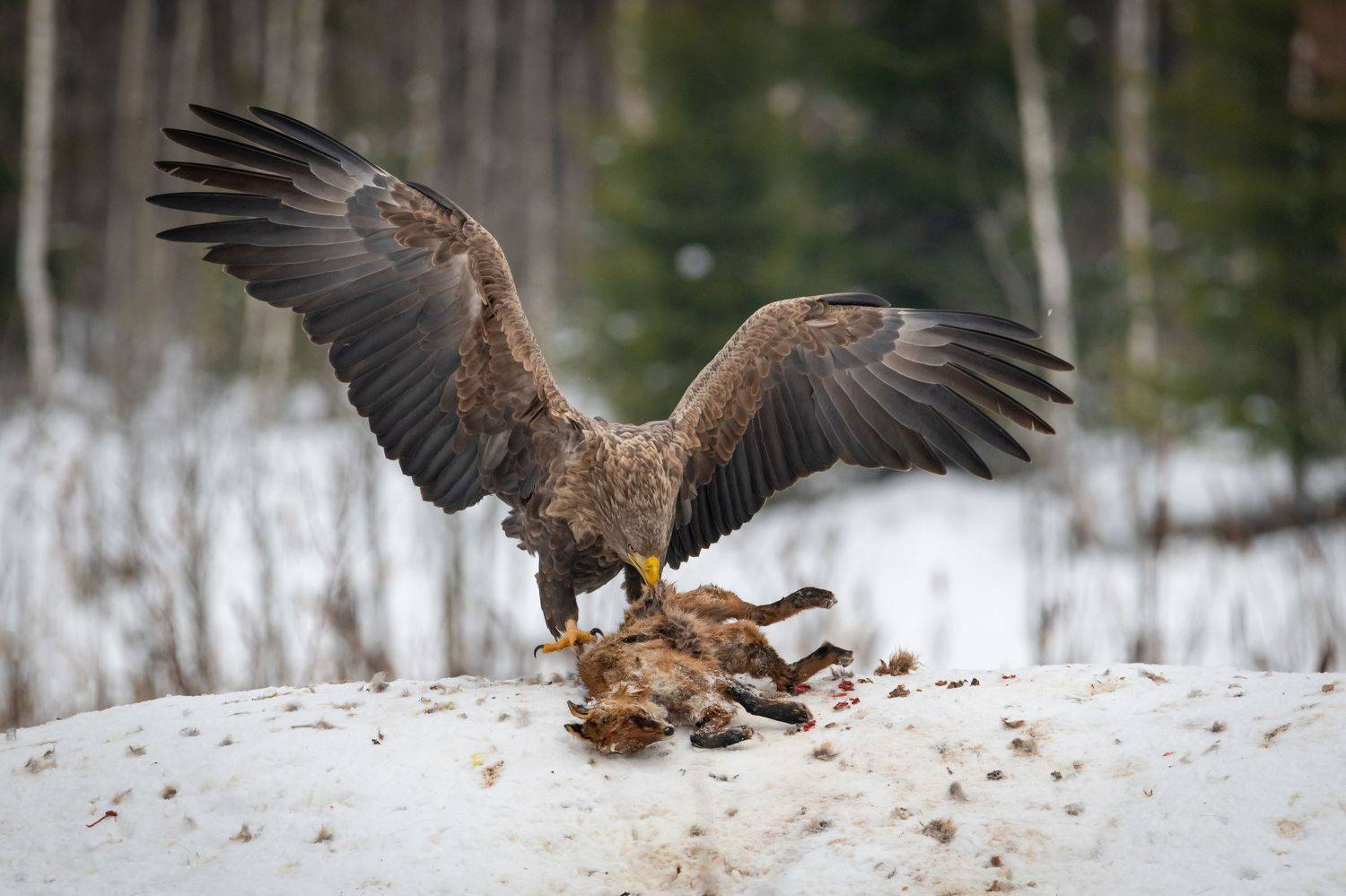 Орлан, заповедник, добыча, трапеза, Степанова Татьяна