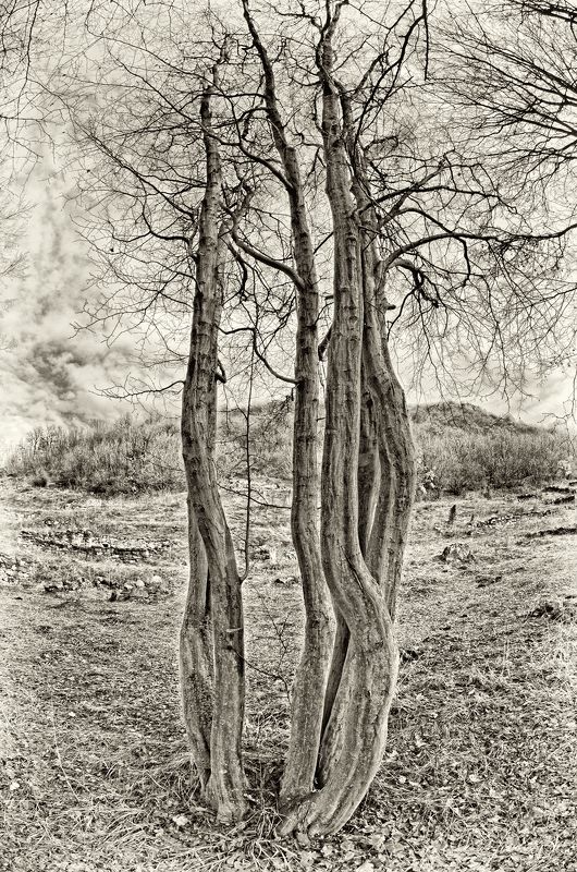 black, black and white, cloud, clouds, forest, image, landscape, nature, photography, sky, tree, trees, white, Gossipingphoto preview