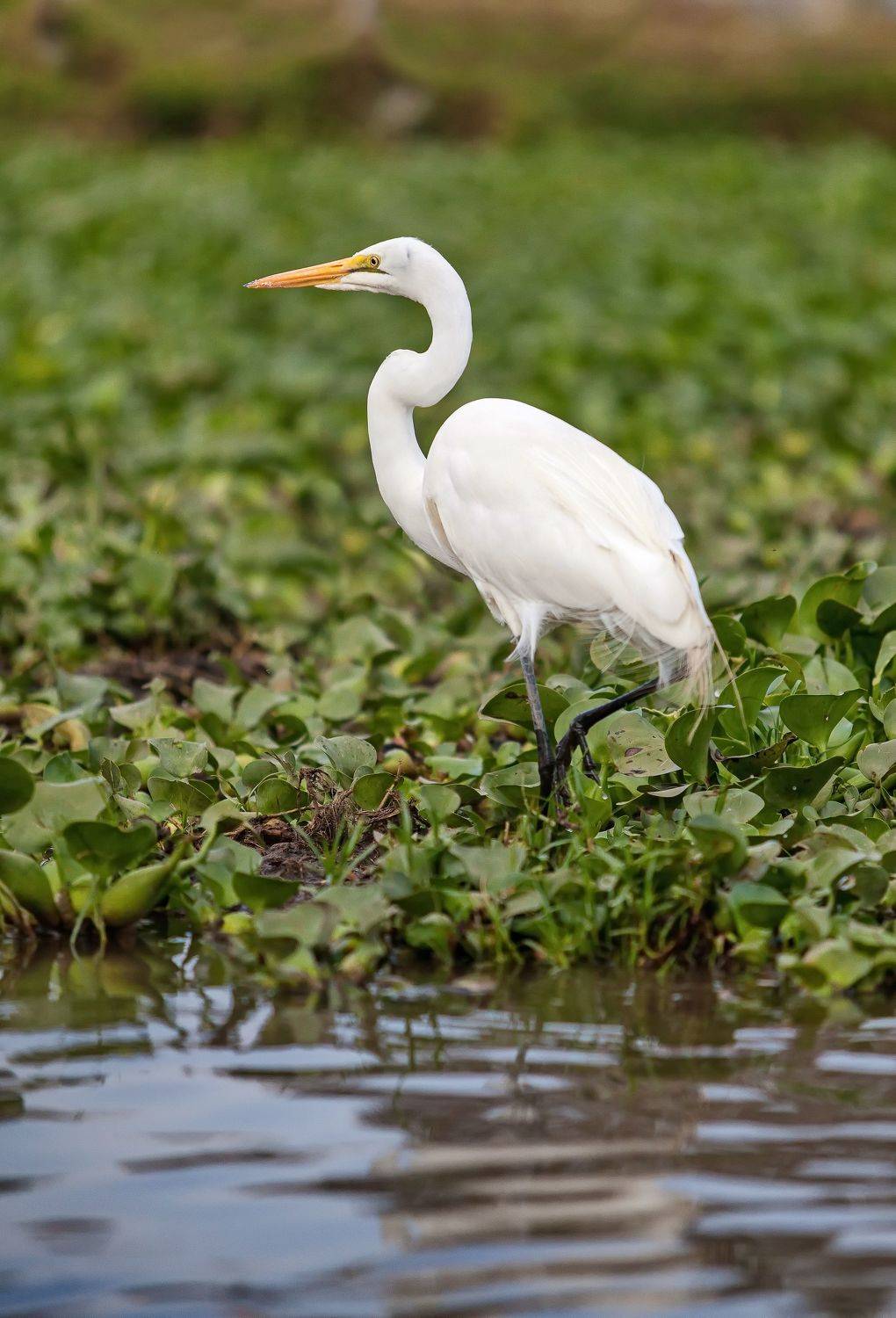 Большая белая цапля, Lilia Tkachenko