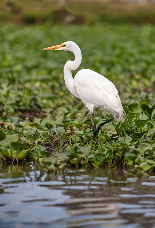 Большая белая цапля Цапля фото превью
