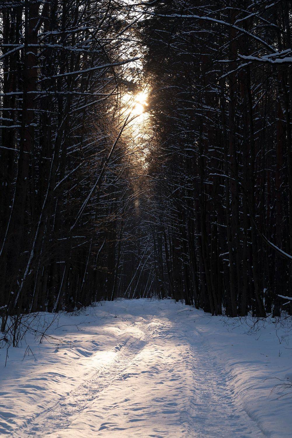 , Стрельцов Виталий