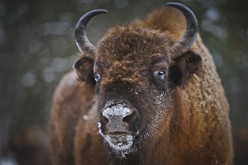 Могучие зубрыphoto preview