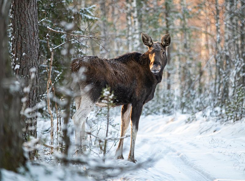 лось, беларусь, красный бор Встреча с лосемphoto preview