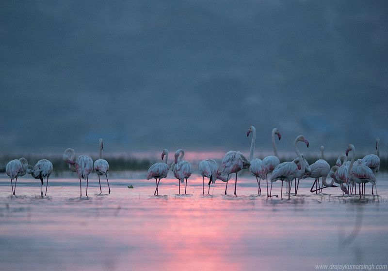 Greater flamingos Greater Flamingosphoto preview