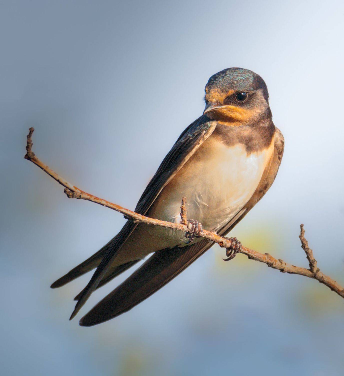 Ласточка. Автор: Никон Александр птицы России, птицы Тамбова, фотоохота, наблюдение за птицами, птица, птицы, орнитология, nikon, birding, birdwatching, bird freak, Никон Александр