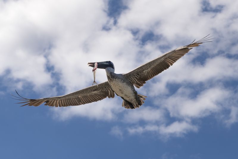 Catch of the dayphoto preview