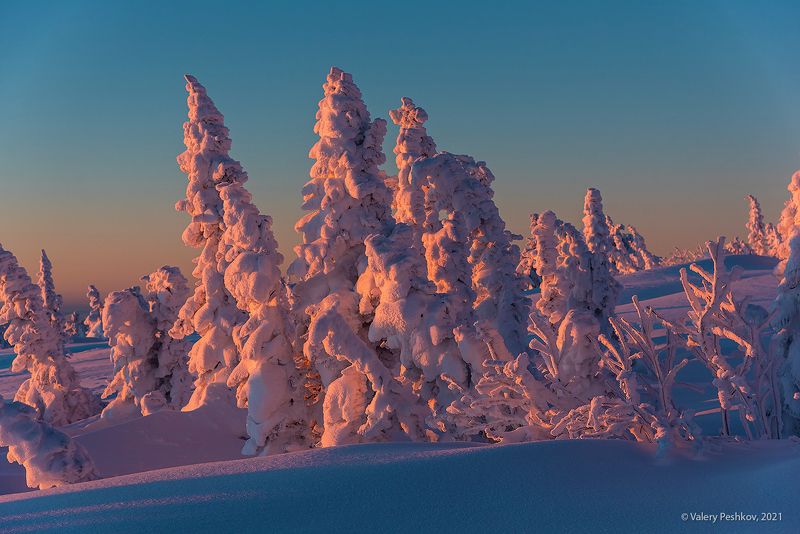 рассвет, мажентовый, розовый, иней, гора курган, кедры, пихты, снег, шерегеш, горная шория, сибирь Pro маджентовое  утро фото превью