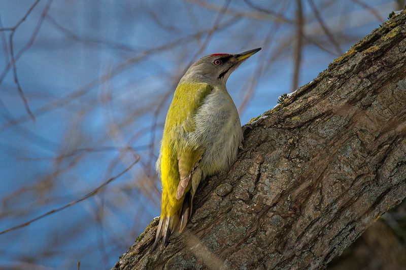 Седой дятелphoto preview