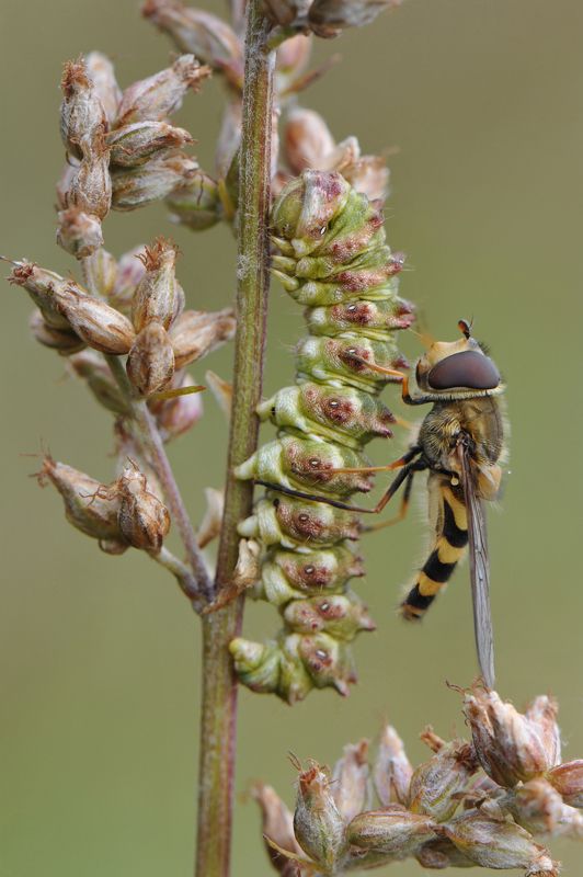 На мухарецкую состав отправится.photo preview