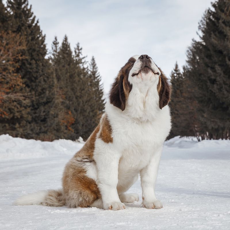 Улыбашкаphoto preview