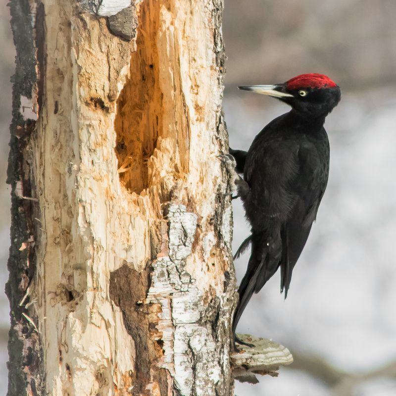 желна Желнаphoto preview