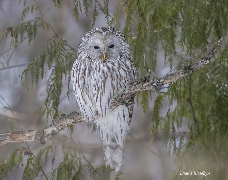 bird of prey, animal, birds, bird, animal wildlife, nature, animals in the wild, птицы, птица, сова, длиннохвостая неясыть, ural owl, owls, owl Uralm owlphoto preview