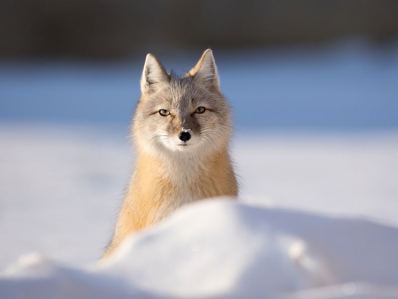 корсак, степная лисица ***photo preview