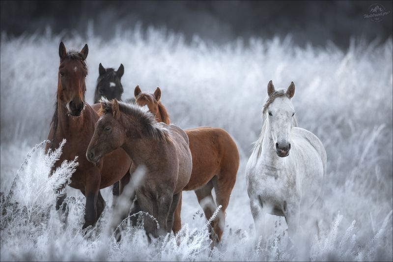 алтай, горный алтай, уймонская степь, уймонская долина, дошади, осень, фототур на алтай Одним осенним утром ..photo preview