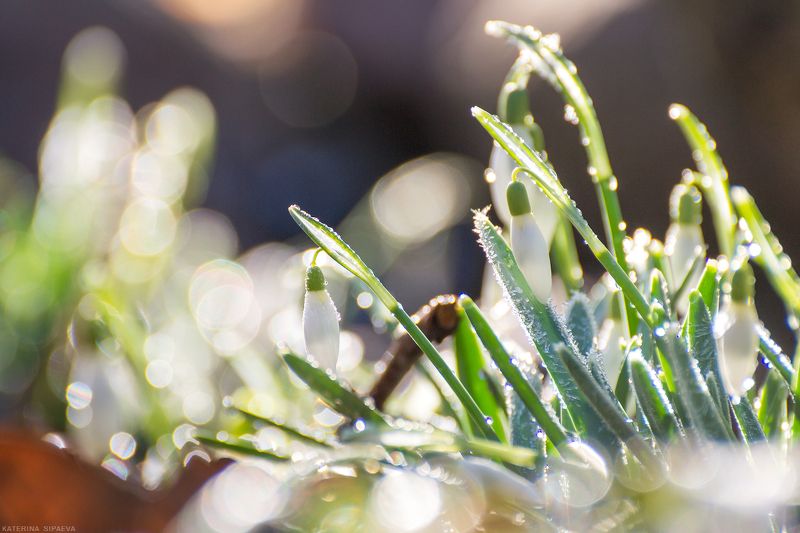 Первоцветыphoto preview