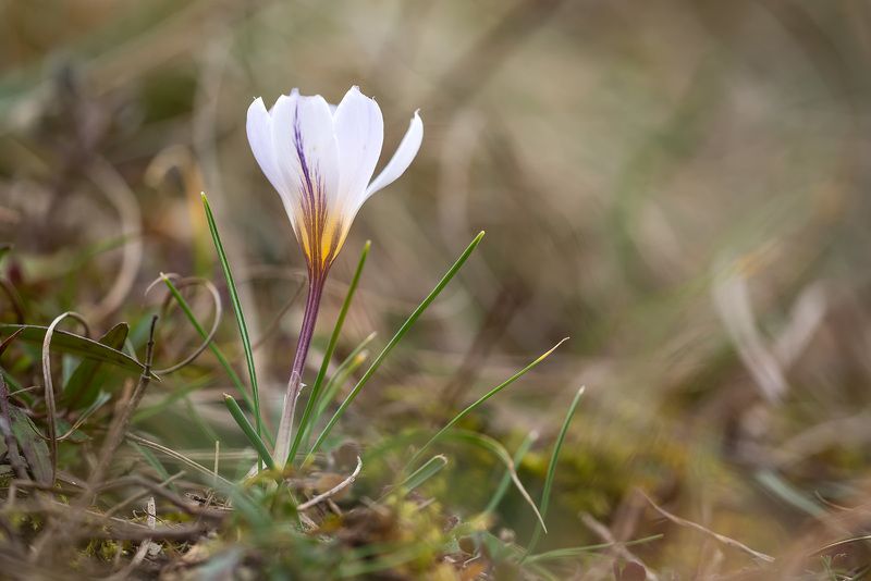 Завтра будет Весна!photo preview