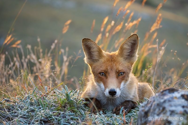 Лисёнокphoto preview