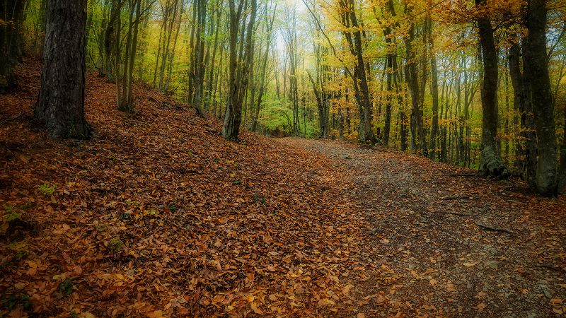 лес,осень,дорога, деревья,  Дорога в осеньphoto preview