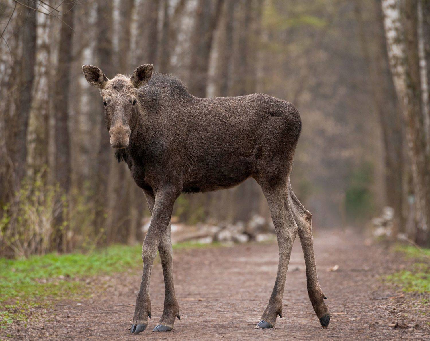 Моложавый . Автор: Никон Александр Лось, природа России, лосиныйостров, природа Москвы, животные Москвы, лес, сохатый , Никон Александр
