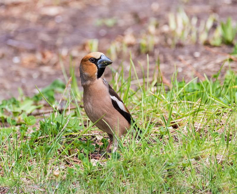 птица, дубонос, самец, подругу потерял..photo preview