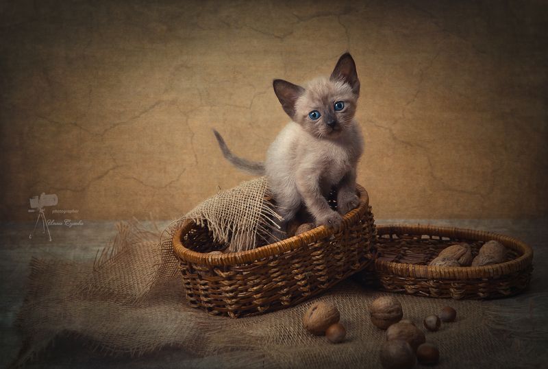 Ирискаphoto preview