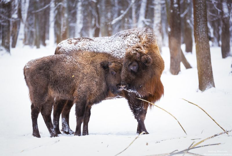 солнце, россия, рассвет, природа, подмосковье, погода, пейзажи, пейзаж, отражение, наукоград, красота, дубна, вода, весна, weather, water, spring, russia, reflection, naukograd, nature, moscow, landscape, dawn, canon, dubna, beauty *** фото превью