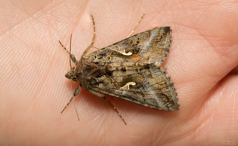 макро, природа, насекомые, мотылек, совка, вредитель, macro, nature, insects, moth, scoop, pest, Металловидка-Гаммаphoto preview