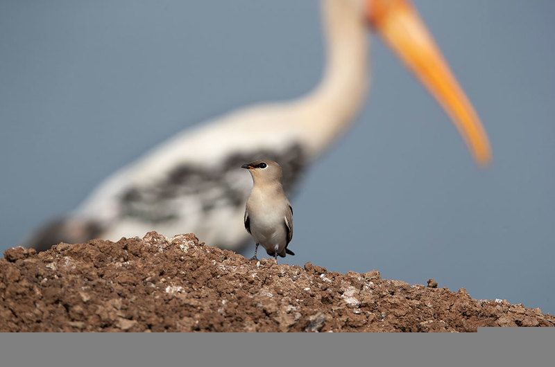 Small pratincole painted stork Small pratincolephoto preview