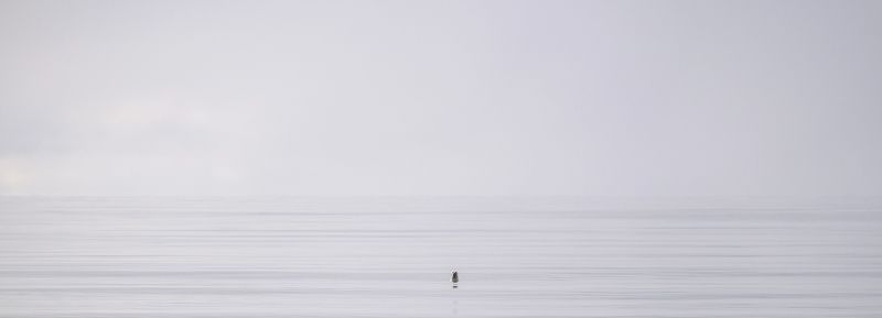 горизонт, пейзаж, нерпа, море, карское море, север, минимализм Нарушитель спокойствияphoto preview