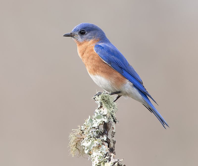 восточная сиалия, eastern bluebird,bluebird Eastern Bluebird. male - Восточная сиалияphoto preview