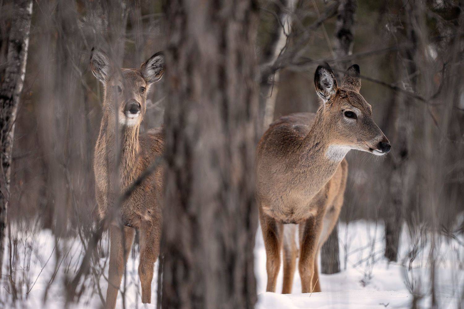 Автор: Артем Падалко , Артем Падалко