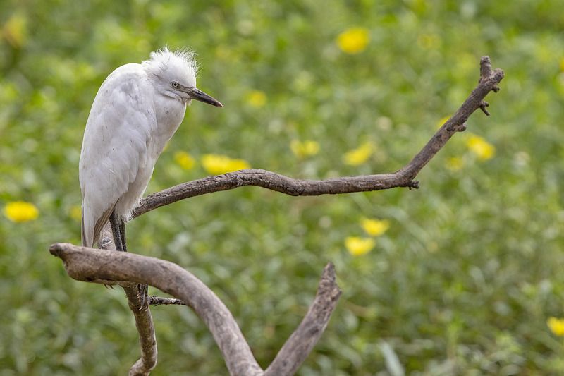 птицы, уругвай Не в духеphoto preview