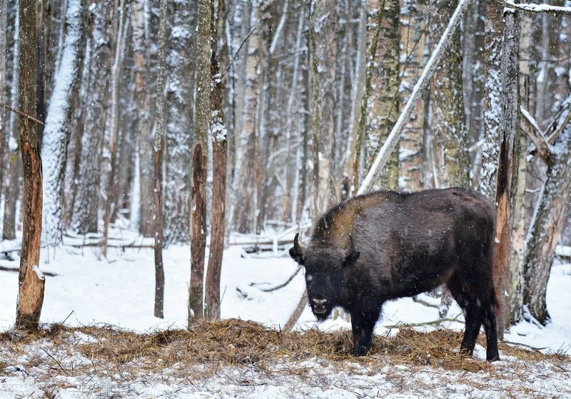Лесной великанphoto preview