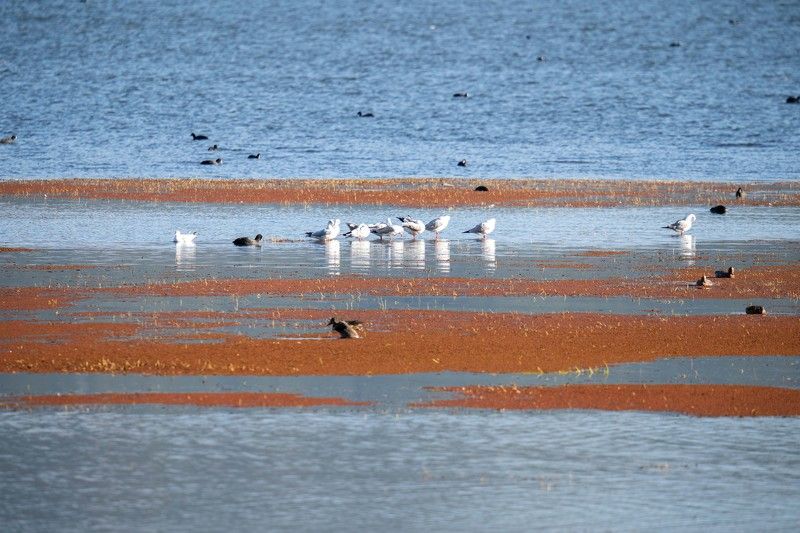 Sea mewphoto preview