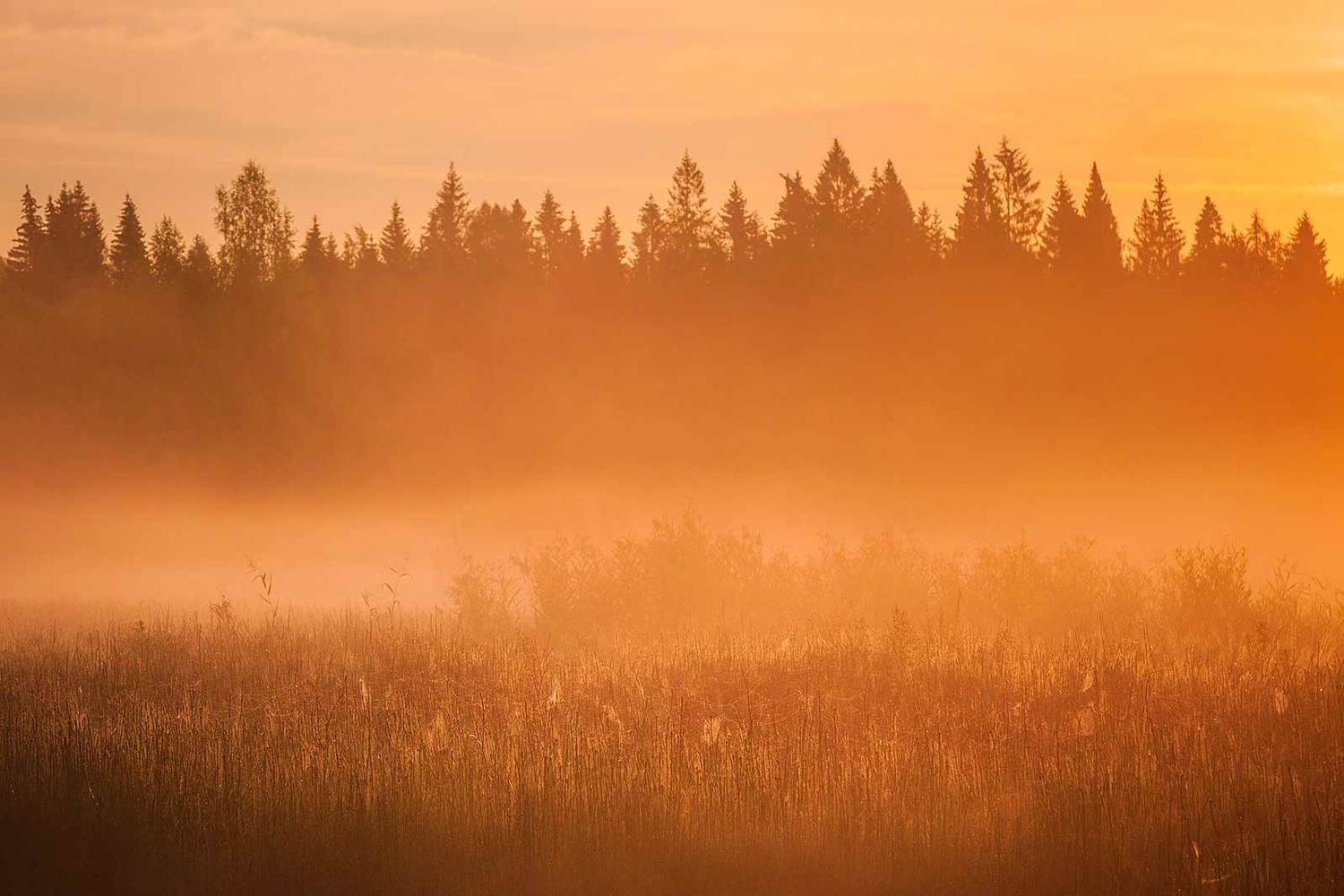 На рассвете. Автор: Напалкин Станислав , Напалкин Станислав