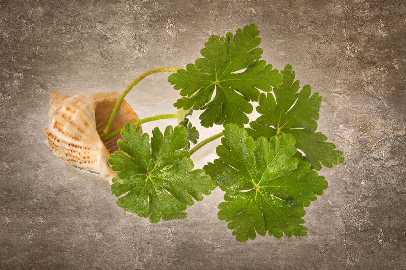 close-up, color, colors, concept, conceptual, geranium, leaf, leaves, nature, photography, sea shell, still life, Geranium Springphoto preview