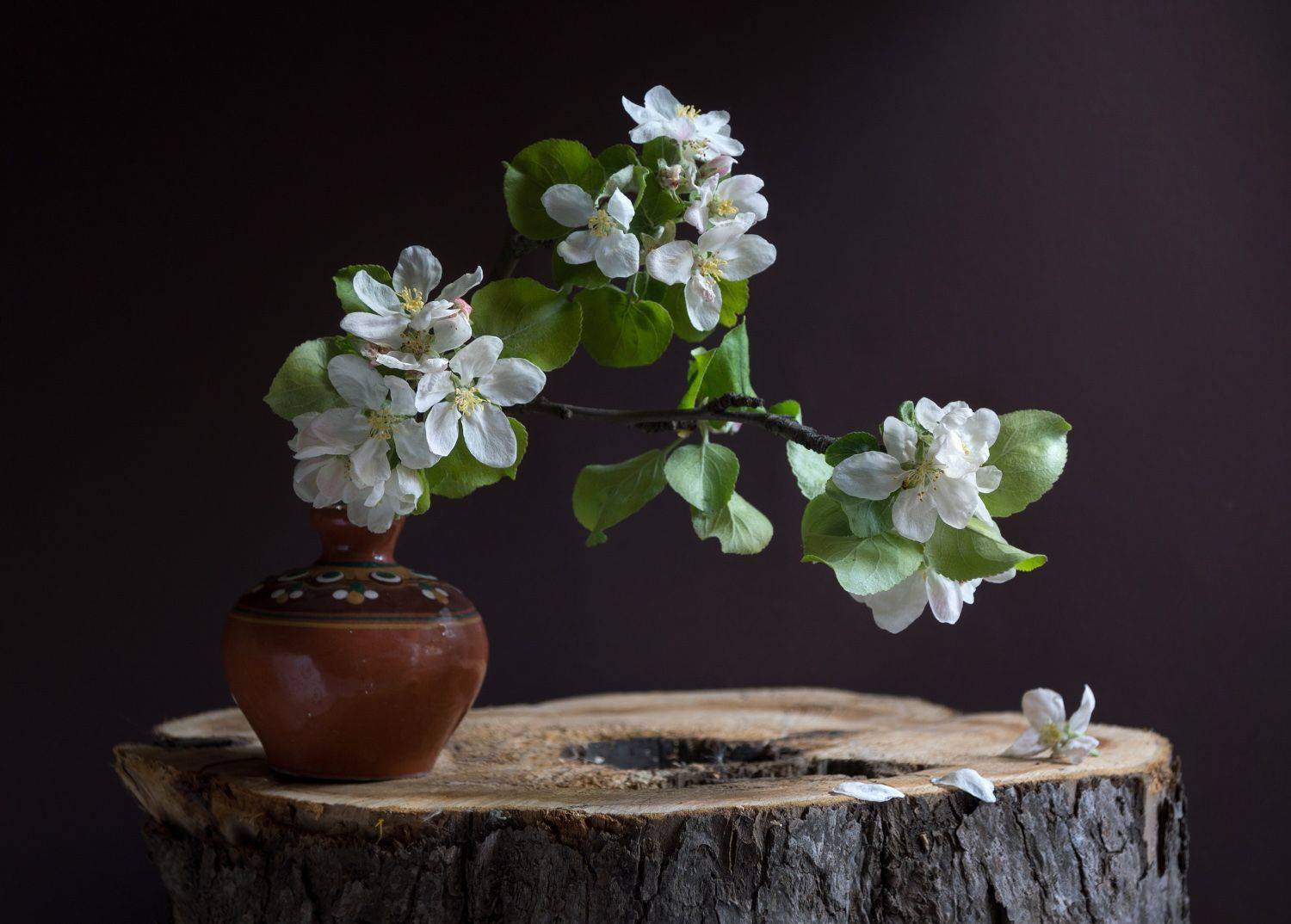 Цветущая ветка яблони. Автор: Колеснева Елена , Колеснева Елена