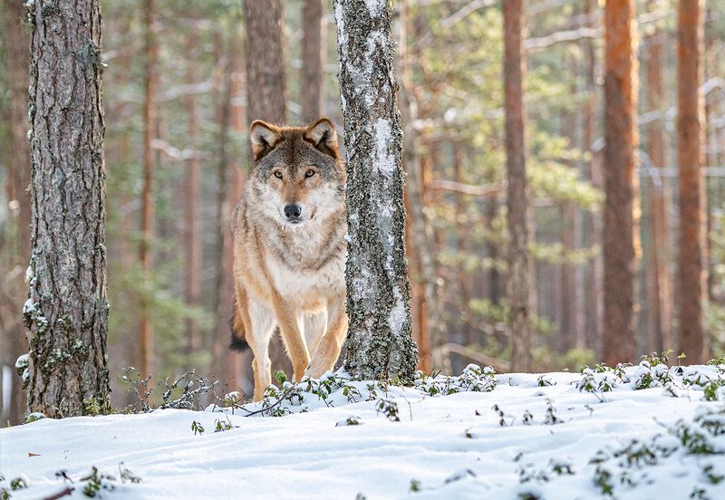 волк, беларусь, красный бор, зима Лесной патрульphoto preview