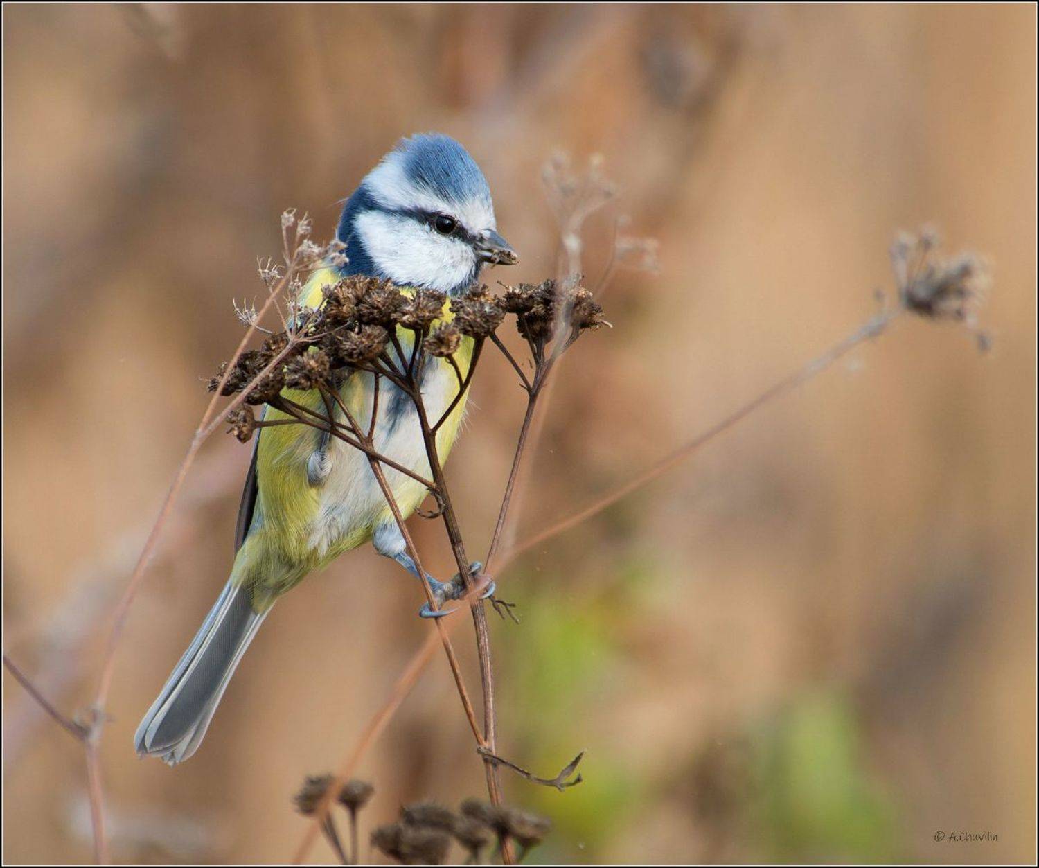 Лазоревка.Обед ). Автор: Александр Чувилин синица,лазоревка,обед, Александр Чувилин