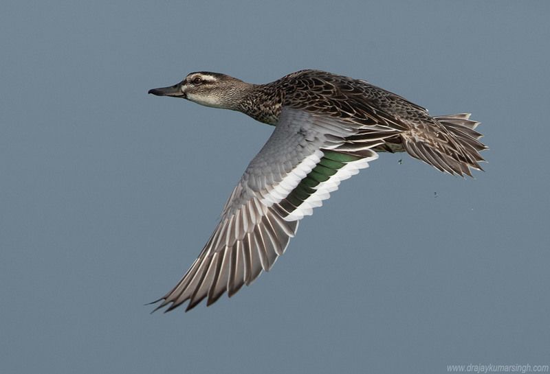 Garganey  Garganeyphoto preview