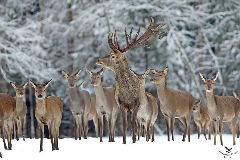 За мной, красотки!photo preview