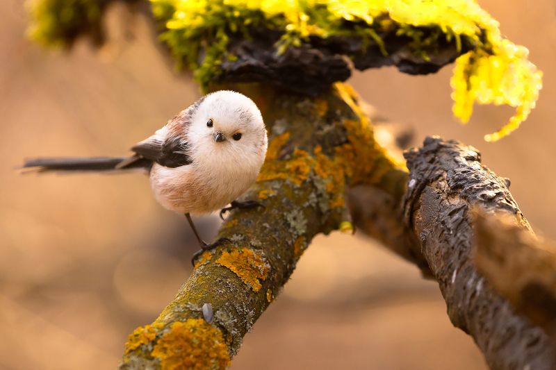 Long-tailed Titphoto preview