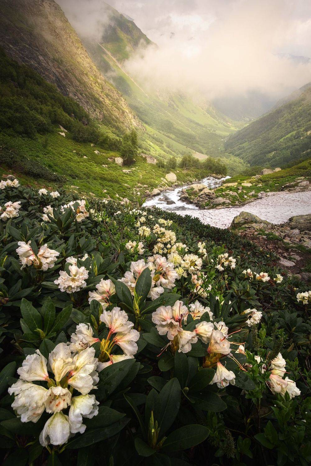В поисках рододендронов. Автор: Глеб Желтов кавказ, горы, имеретинские озера, весна, туман, кчр, пейзаж, природа, кавказские горы, рододендроны, имеретинка, Глеб Желтов